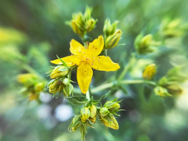 istock medical plant St. John's wort close up 2155692576