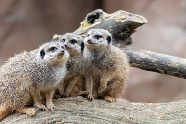 istock bunch of meerkat 2155692923