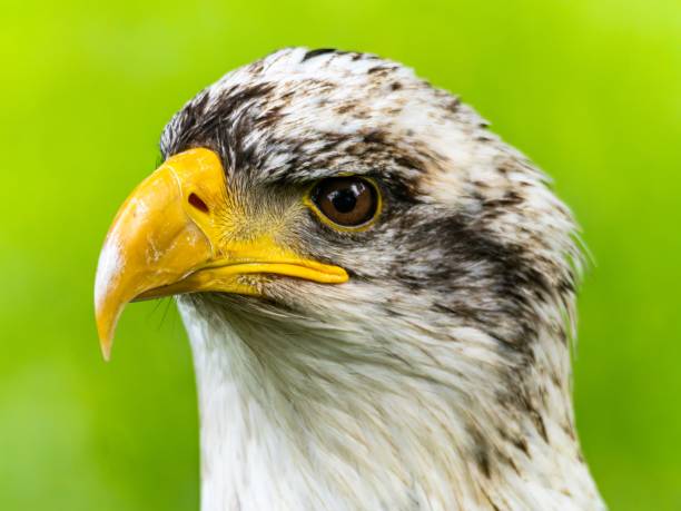 istock American bald eagle portrait. close-up view, its intricate feathers and distinctive yellow beak showcased against a softly blurred natural backdrop, evoking a sense of wild beauty. 2155693636