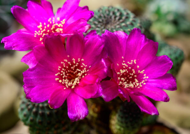 istock Sulcorebutia sp. - cactus blooming in spring in a botanical collection, Ukraine 2155693879