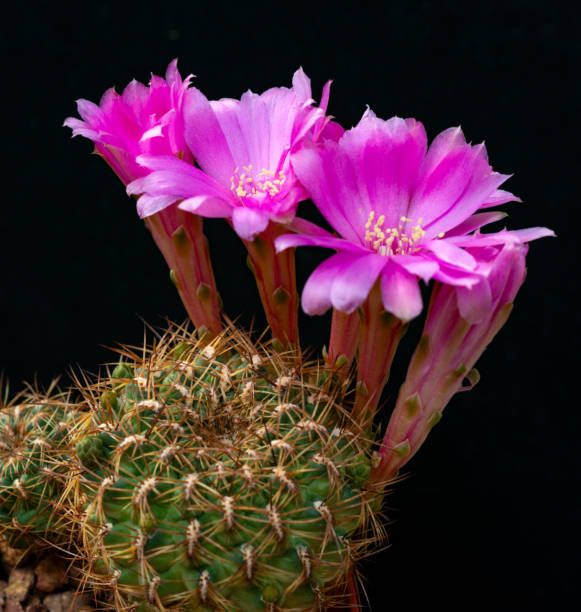 istock Sulcorebutia krugerii - cactus in a botanical collection, Ukraine 2155693895