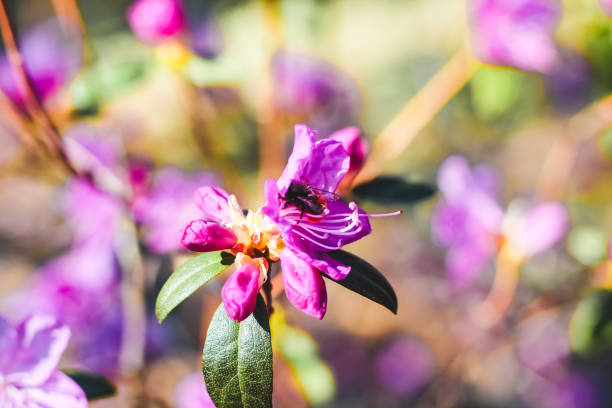 Plant bush purple rhododendron close up