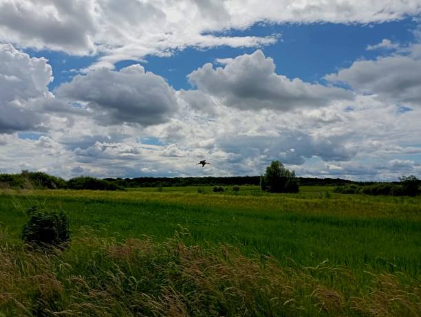 Beautiful landscape in the fields. A forest can be seen on the horizon of grassy fields under a blue cloudy sky against the background of which a stork flies by. Themes of nature and beautiful landscapes.