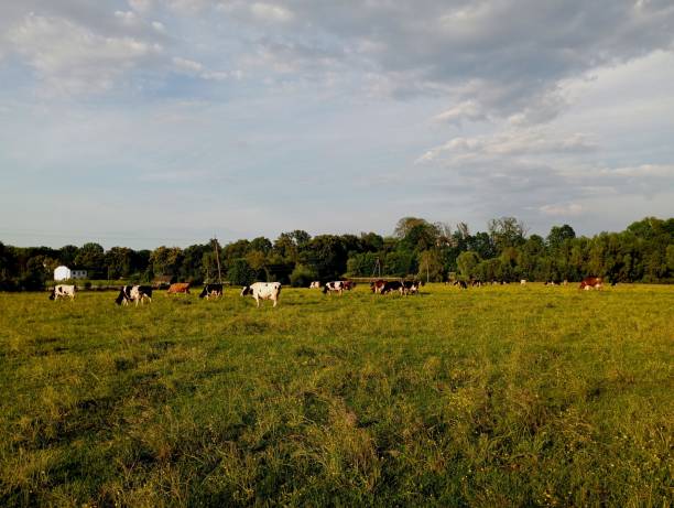 istock A herd is grazing under a clear blue sky against a background of trees and green grass during sunset. Topics of farming, discharge of cows, animal husbandry and care of domestic animals. 2155694892