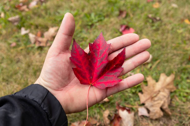 istock Hand holding a vibrant red autumn leaf 2155695140