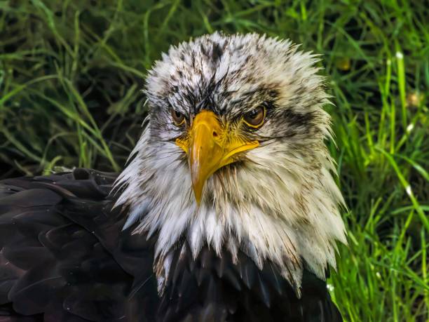 Close-up portrait of a white-headed American eagle with a green background, medieval market in Toro, Zamora, Spain.