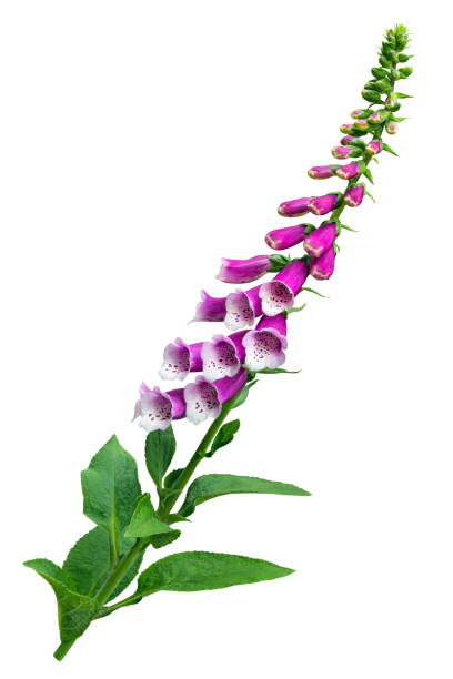 istock Digitalis purpurea Foxglove isolated on white background 2155695527