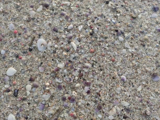 Free picture: beach, sand, seashore, shore, shell, nature, ground, soil