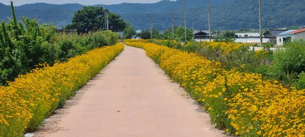 country flower road