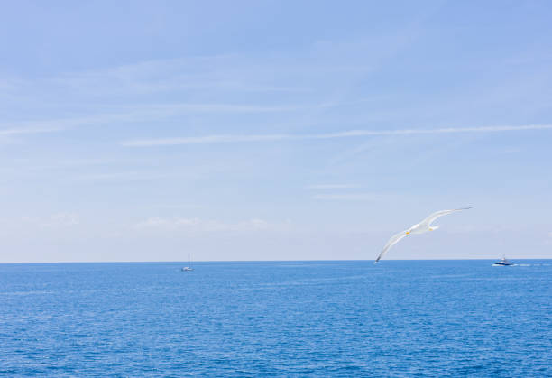 Seagull flying on sea, Italy