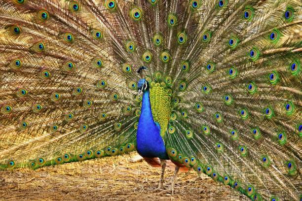 istock Beautiful colorful peacock bird. Concept for animals and nature. (Pavo cristatus) 2155703628