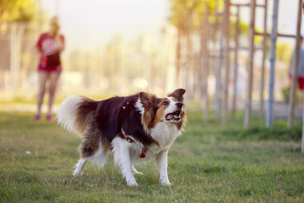 istock The dog playing with a baseball in the park 2155703705