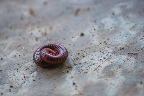 millipedes