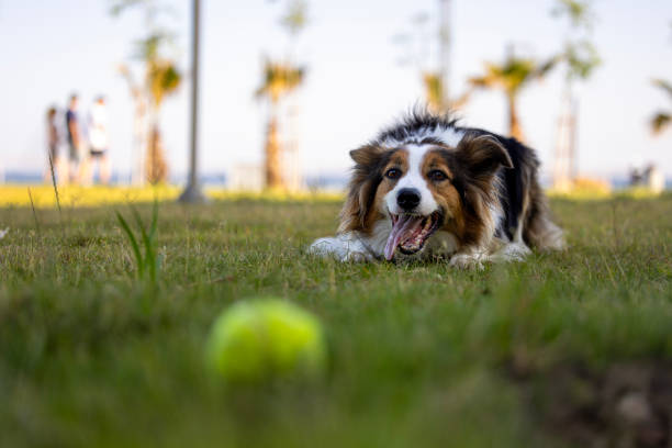 The dog playing with a baseball in the park, the dog trying to catch the thrown ball
