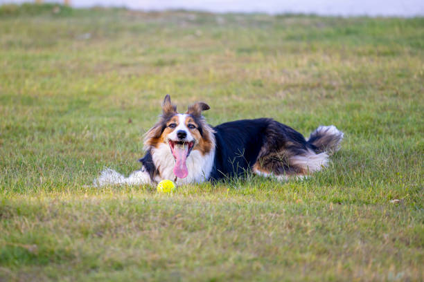 Shetland Sheepdog on Football pitch. Football pitch located near the student campus.Cracow.