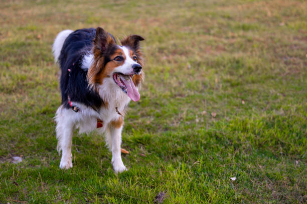 The dog playing with a baseball in the park, the dog trying to catch the thrown ball