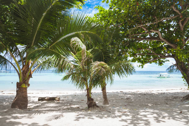 istock Trees lining the beachfront in Dumaluan Beach in Panglao Island, Bohol, Philippines. 2155705161