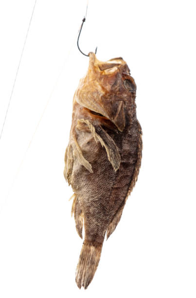 Dried fish on a fishing rod hook isolated on a white background.