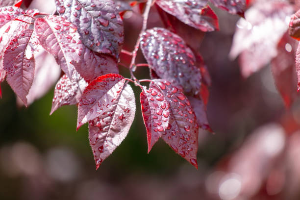 Leaves of red beech (Fagus sylvatica) in the rays of the sun
