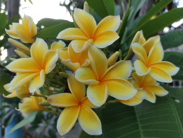 istock yellow plumeria flowers in bloom, with a blurred background 2155706241