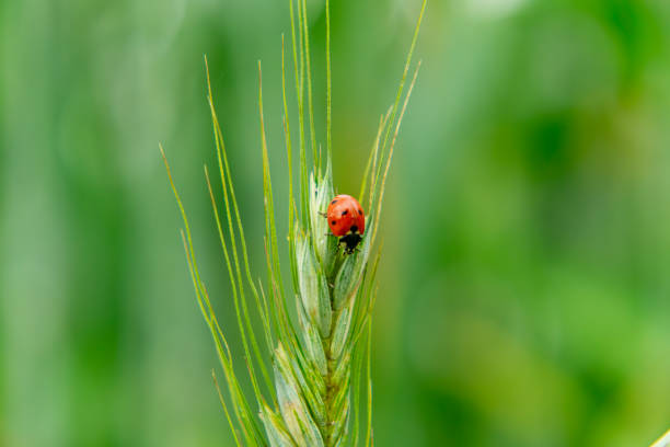 macro photo of an insect sitting on rye, wheat, agricultural field in the countryside