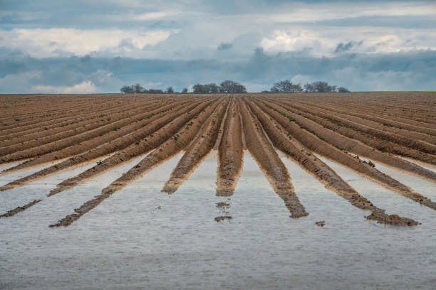 istock flooded farmland after a storm, heavy rain in summer 2155706384