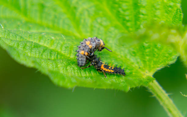 Worm Inside Raspberry 420+ Raspberry Beetle Stock Photos, Pictures & Royalty-Free Images - iStock