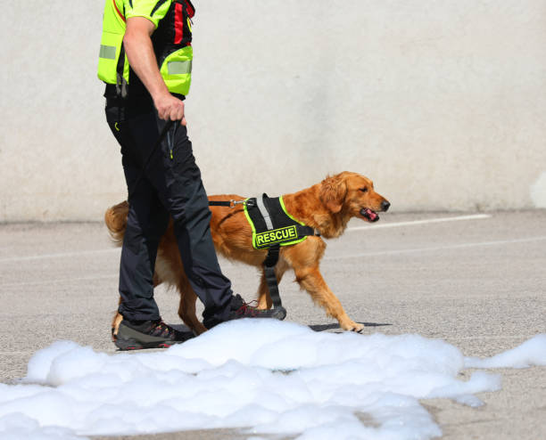 istock rescue Retriever dog of K-9 Unit and being leashed by his handler 2155709226