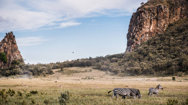 istock Zebras are African equines with distinctive black-and-white striped coats. There are three living species: Grévy's zebra, the plains zebra, and the mountain zebra. Zebras share the genus Equus with horses and asses, the three groups being the only living 2155709861