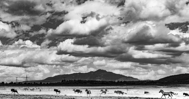 istock Zebras are African equines with distinctive black-and-white striped coats. There are three living species: Grévy's zebra, the plains zebra, and the mountain zebra. Zebras share the genus Equus with horses and asses, the three groups being the only living 2155709918