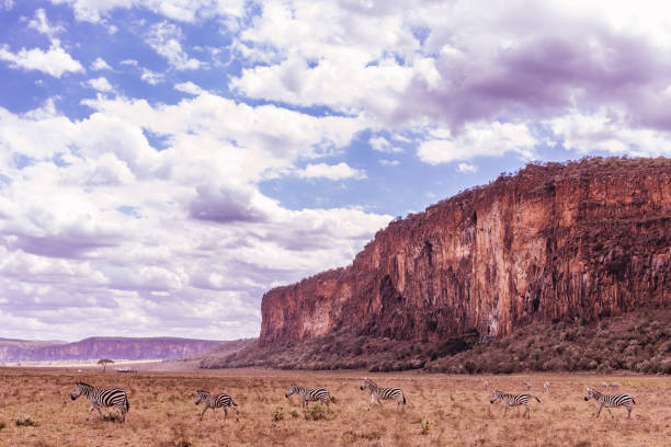istock Zebras are African equines with distinctive black-and-white striped coats. There are three living species: Grévy's zebra, the plains zebra, and the mountain zebra. Zebras share the genus Equus with horses and asses, the three groups being the only living 2155709927