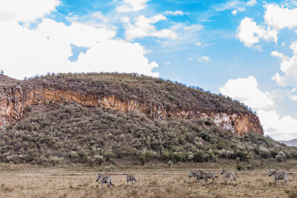 istock Zebras are African equines with distinctive black-and-white striped coats. There are three living species: Grévy's zebra, the plains zebra, and the mountain zebra. Zebras share the genus Equus with horses and asses, the three groups being the only living 2155709941
