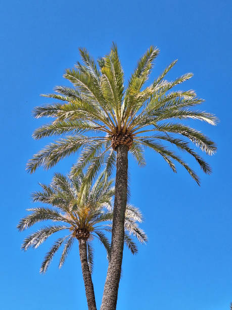 istock Palm trees in Sevilla 2155710860