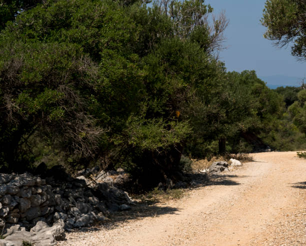 istock Ground road through an old olive groove 2155713445