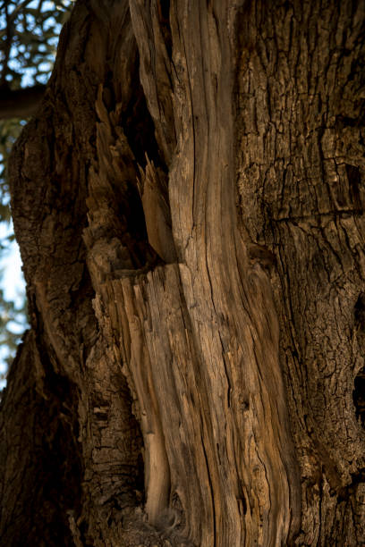 istock close-up of bark of an old olive tree 2155713514