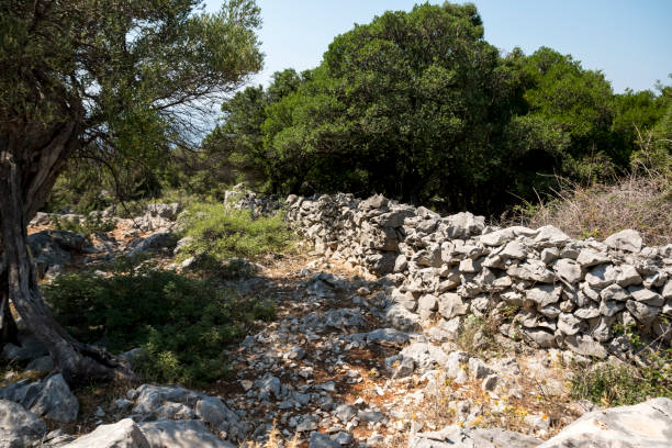 istock Single old olive tree behind an old wall made from limestone rocks 2155713972