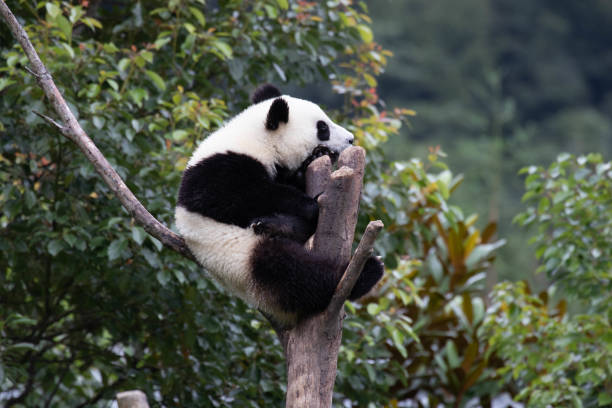 istock Close-Up Little Panda on the Tree, Shenshuping 2155714393