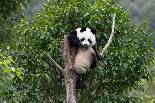 istock Close-Up Little Panda on the Tree, Shenshuping 2155714394