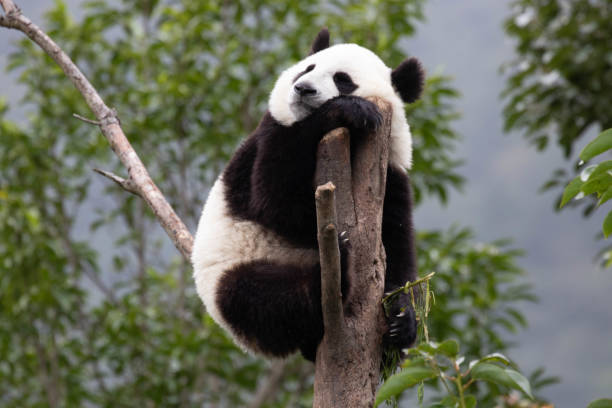 istock Close-Up Little Panda on the Tree, Shenshuping 2155714395