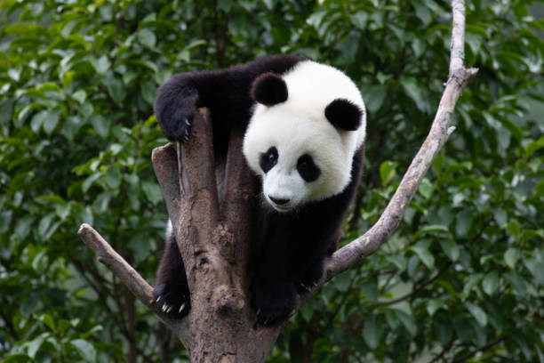istock Close-Up Little Panda on the Tree, Shenshuping 2155714402