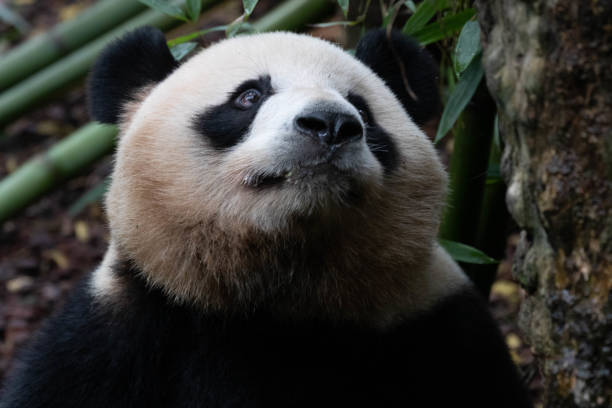 istock A Portrait of Panda 2155714458