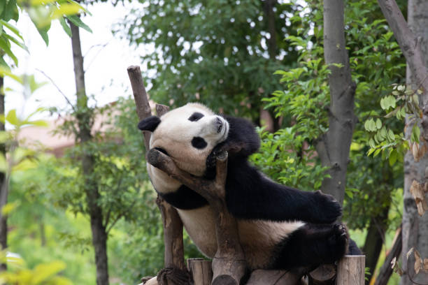 istock Funny Pose of   Sleeping Panda , China 2155714478
