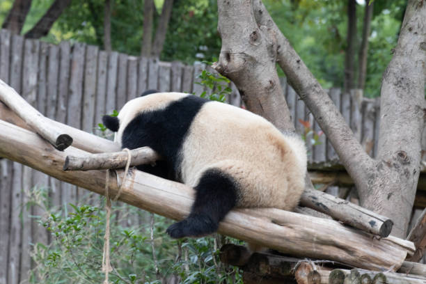 istock Funny Pose of   Sleeping Panda , China 2155714483
