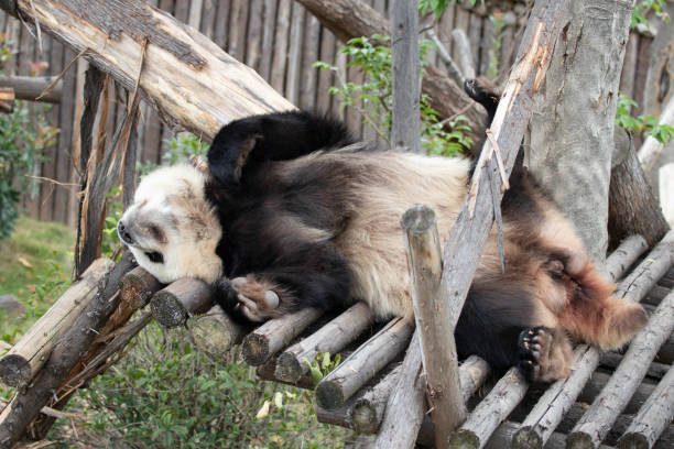istock Funny Pose of   Sleeping Panda , China 2155714484
