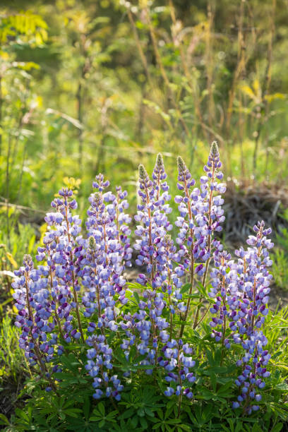 istock Blooming lupines at Nature Preserve 2155714697