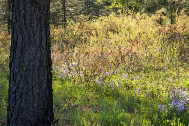 Forest with blooming lupines in early Summer at Albany Pine Bush Preserve, Albany, New York, USA