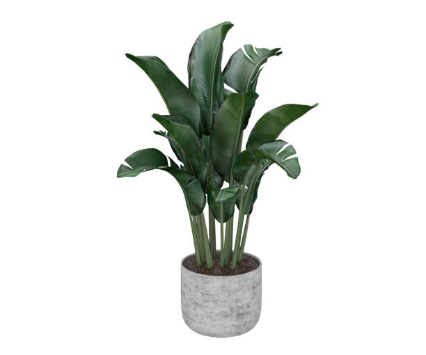 istock 3d rendering banana plant with pot 2155718994