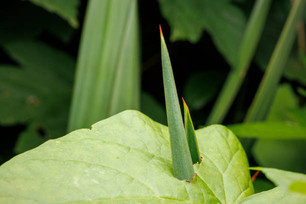 Macro view of a plant leaf pierced by another plant