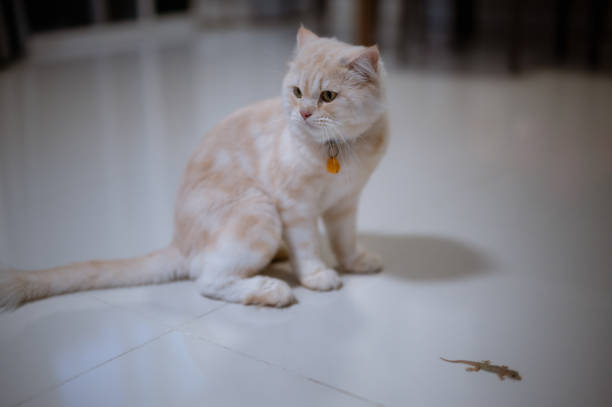 Cats are quite interested in small lizards on the ground.