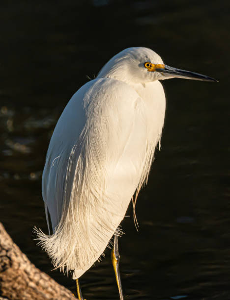 istock Snowy Egret Perch at a Florida Pond 2155719852